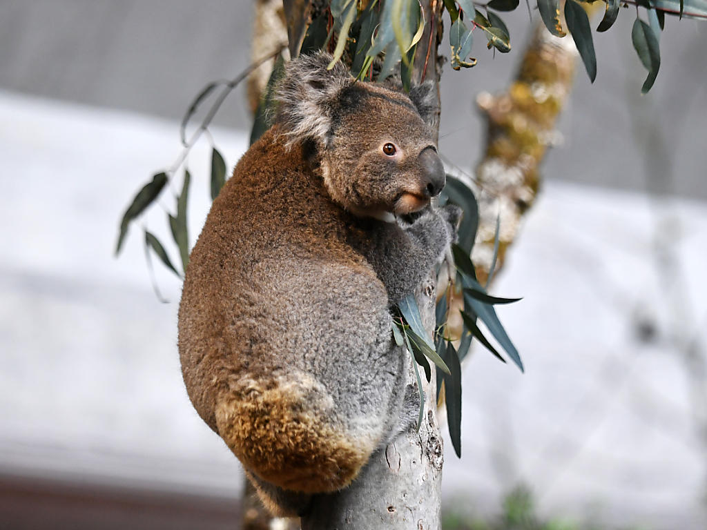 zoo zurich eroffnet australien anlage panorama bote der urschweiz