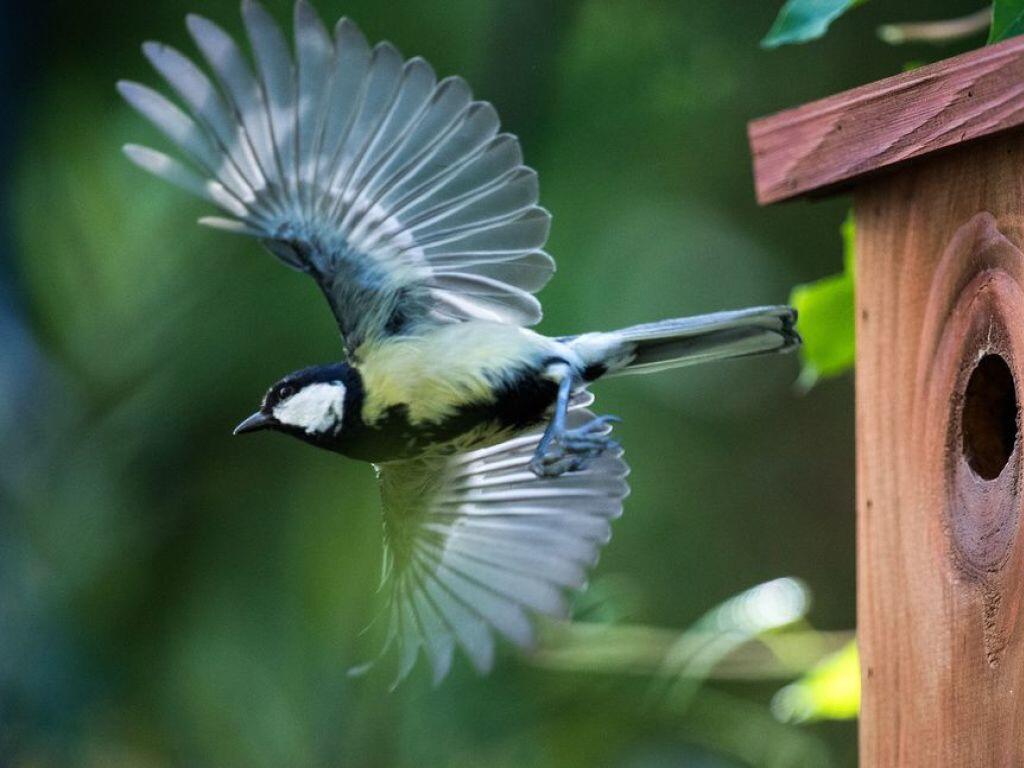 Klimawandel Uberfordert Vogel International Bote Der Urschweiz