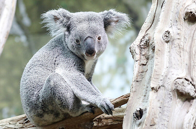Australia wants to stop species extinction
