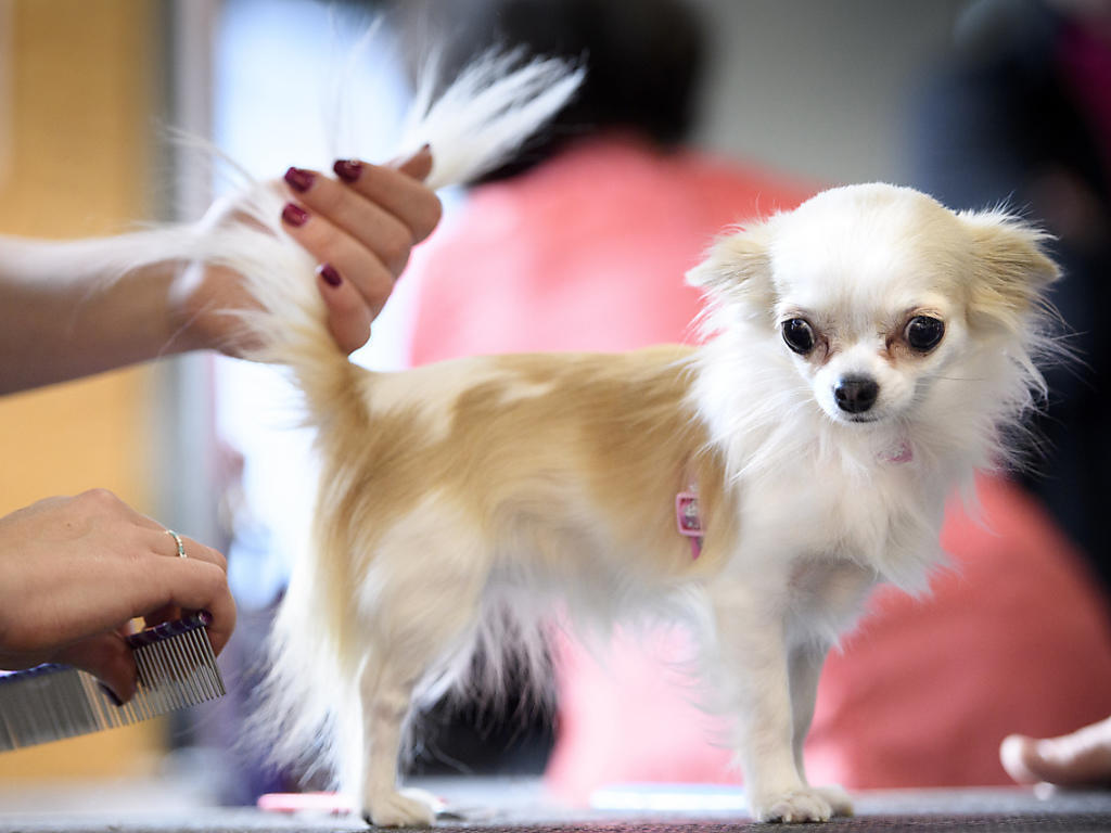 Sonntagspresse über EUPolitik und Hunde Wirtschaft Bote der Urschweiz