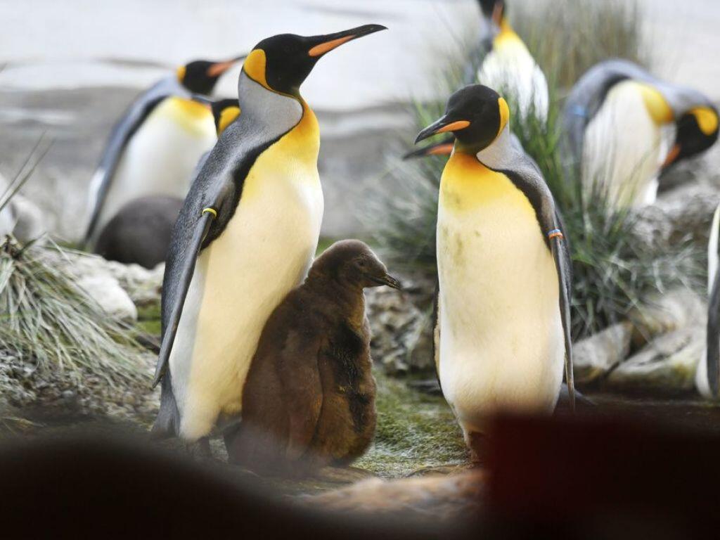 Schwule Pinguine brüten | Panorama | Bote der Urschweiz