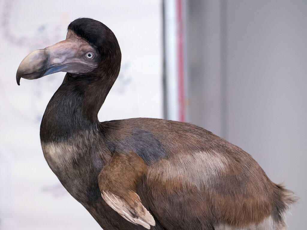 Mensch allein war nicht schuld an