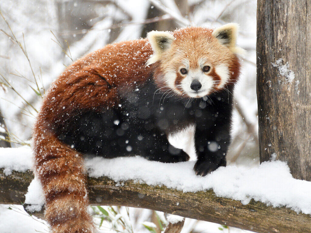 Roter Panda entwischt in Frankreich aus Zoo | Panorama | Bote der Urschweiz