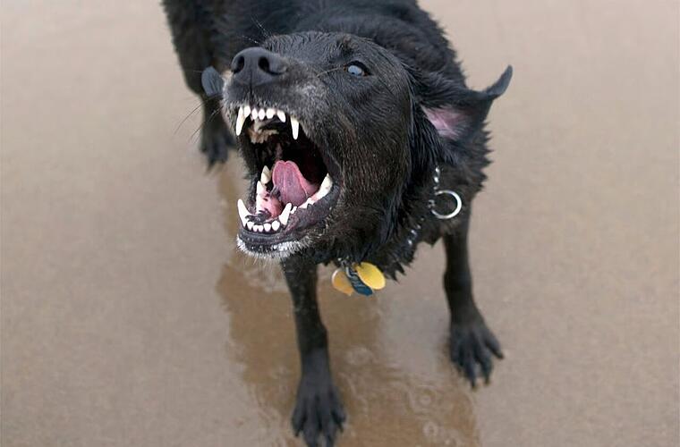 Hofhund beisst Tierinspektorin in den Fuss